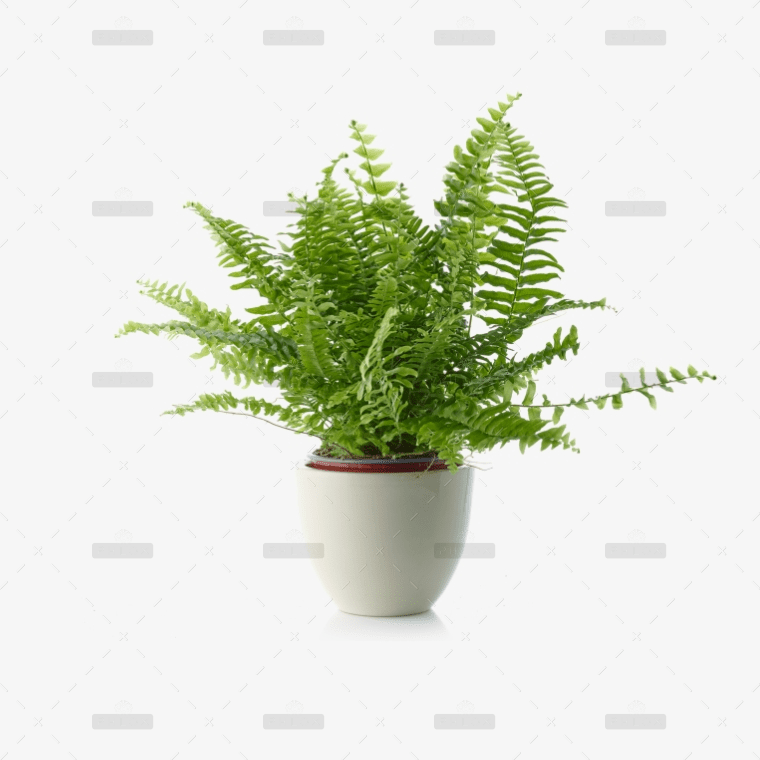 Howea forsteriana – Image 2